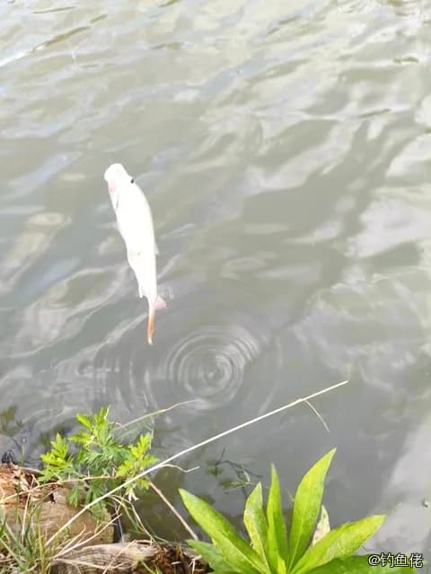 双色角鱼钓获 0.01kg