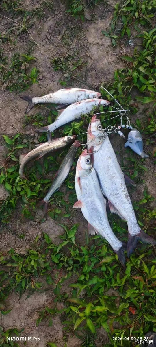 翘嘴鲌钓获 1kg
