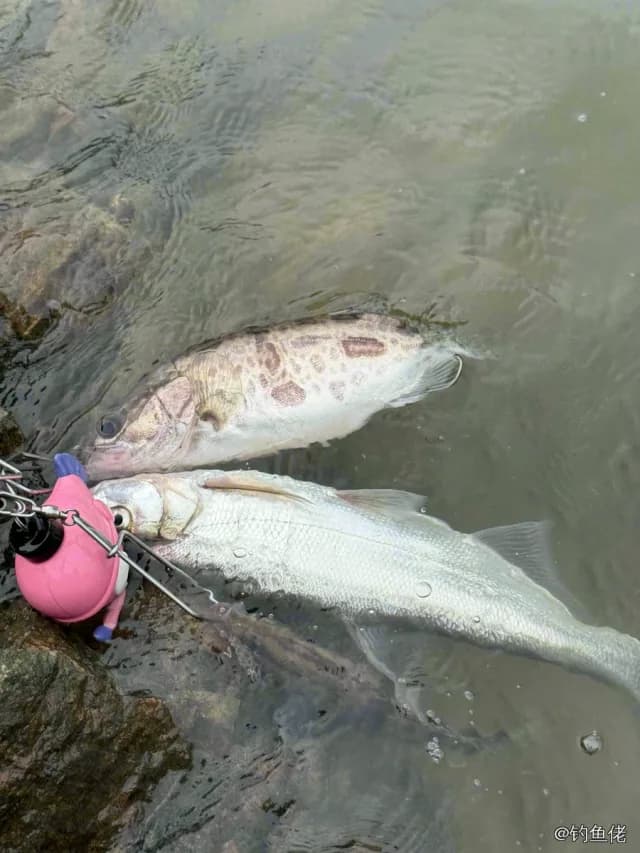 鳜鱼钓获 0.8kg