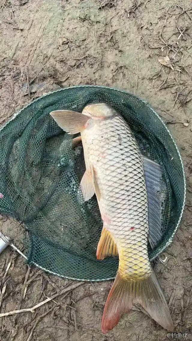 鲤鱼钓获 4kg