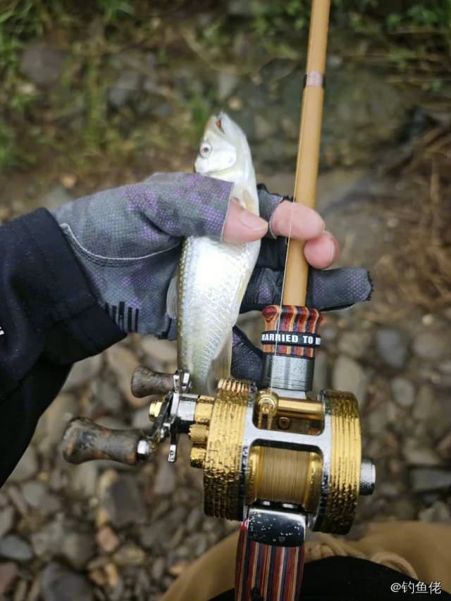白条钓获 0.2kg