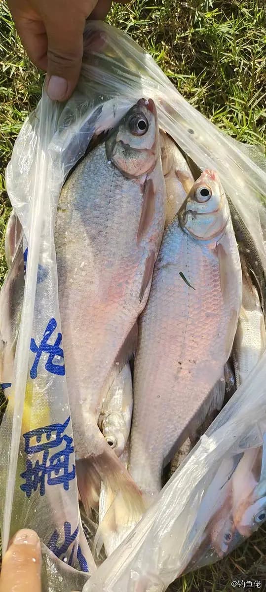 鳊鱼钓获 0.5kg