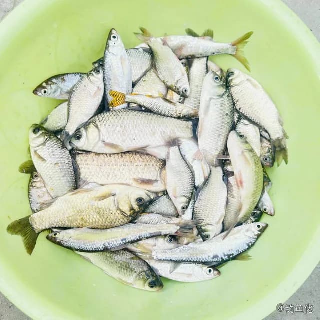 鲫鱼钓获 0.3kg
