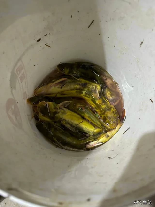 黄颡鱼钓获 2kg