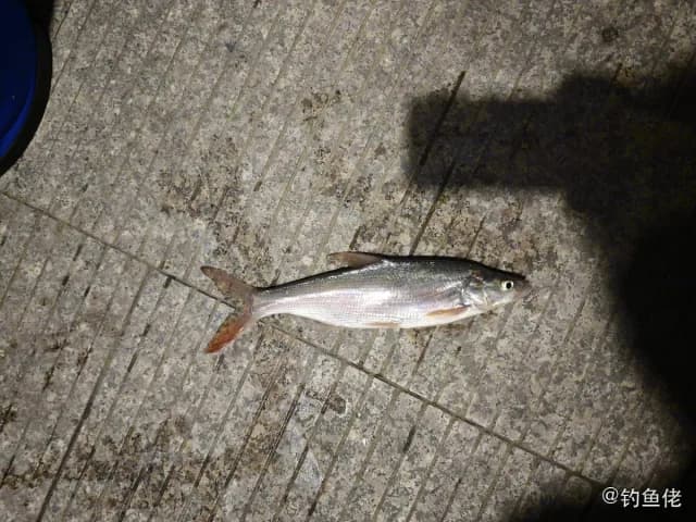 红鳍鲌钓获 0.1kg
