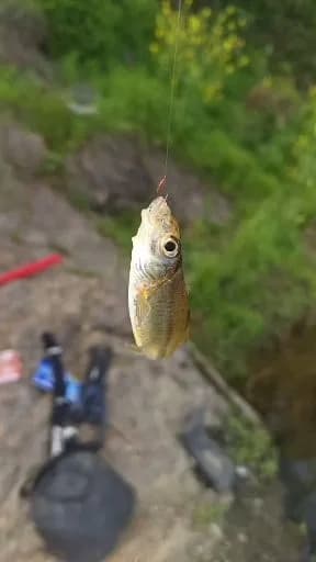 中华青鳉钓获 
