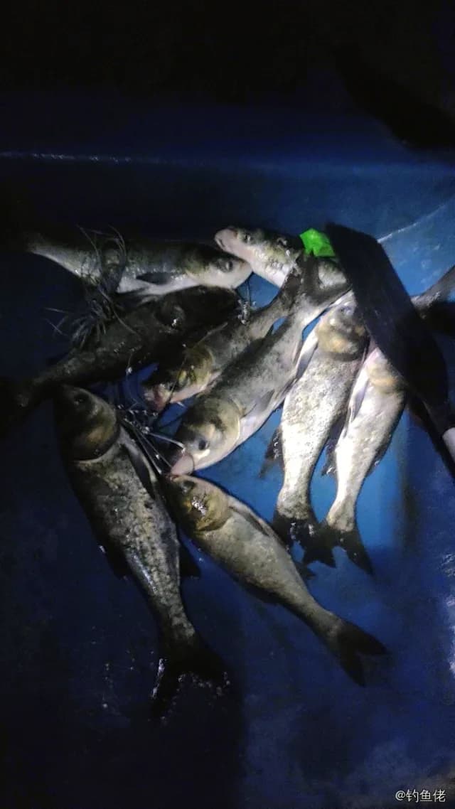 鳙鱼钓获 1.5kg