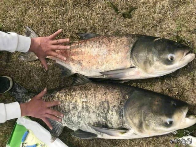 鲫鱼钓获 1.3kg