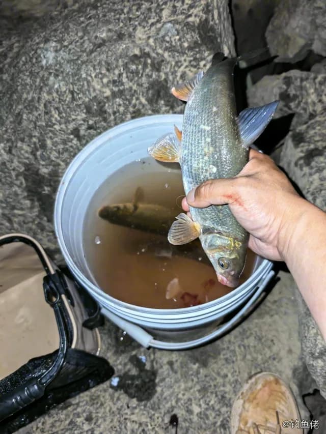 红鳍鲌钓获 0.05kg