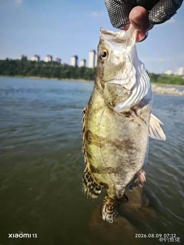 鳜鱼钓获 1.4kg