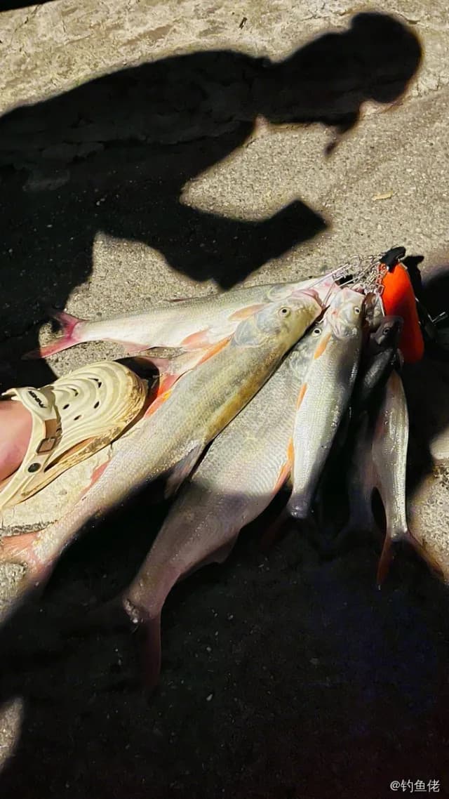 红鳍鲌钓获 8.2kg