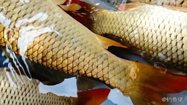 鲤鱼钓获 4kg