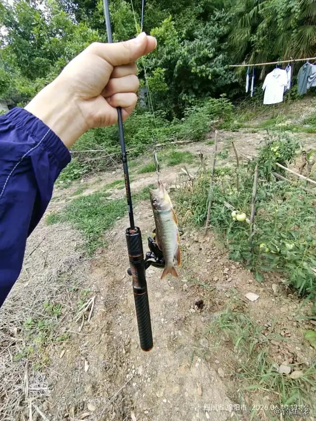 马口鱼钓获 0.01kg