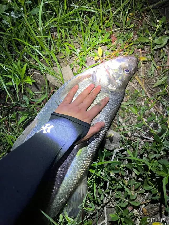 翘嘴鲌钓获 3kg
