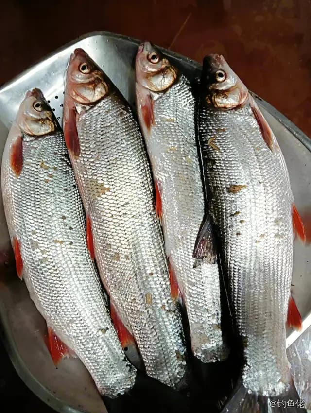 圆吻鲴钓获 0.01kg