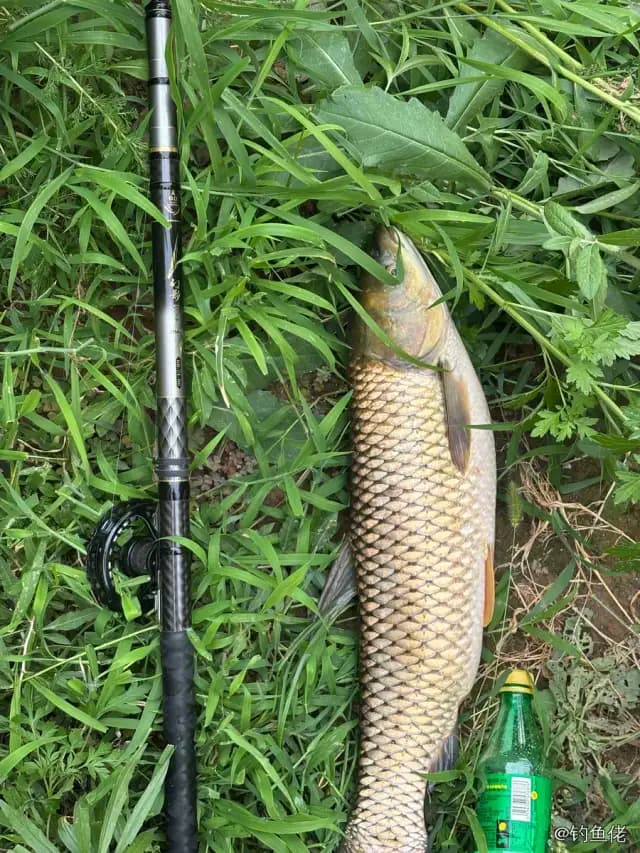 草鱼钓获 4.5kg