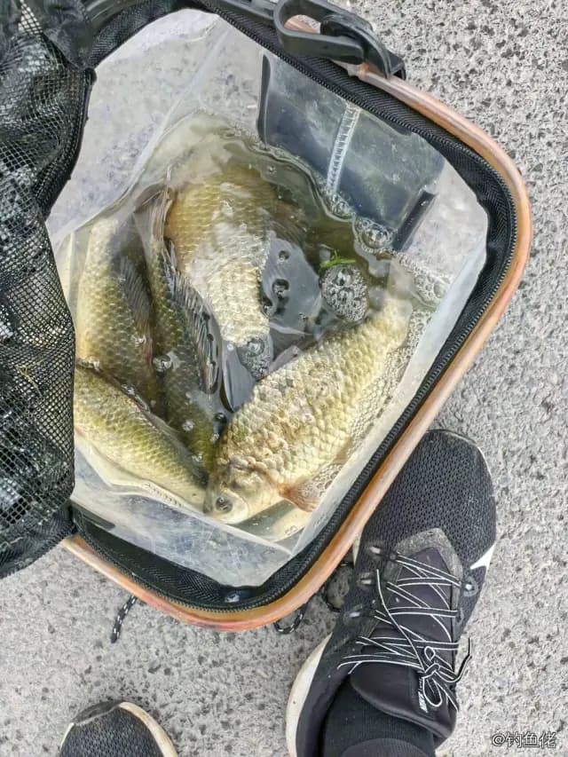 鲫鱼钓获 0.45kg