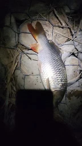 鲤鱼钓获 1.8kg
