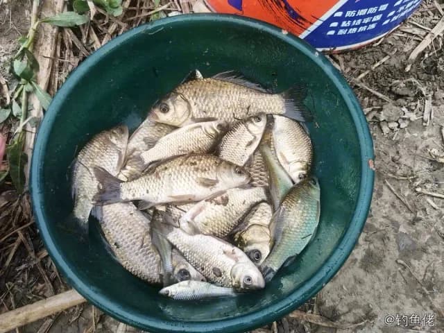 鲫鱼钓获 0.45kg