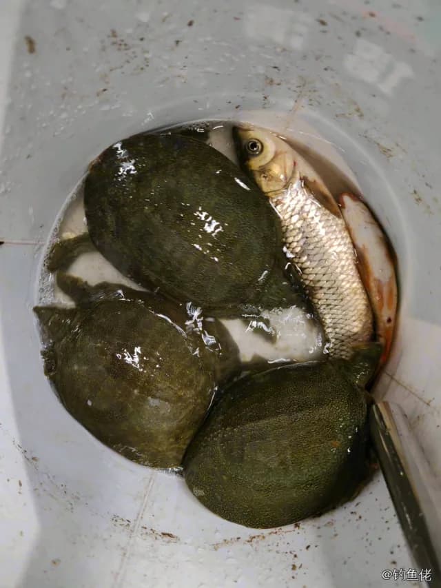 草鱼钓获 13.5kg