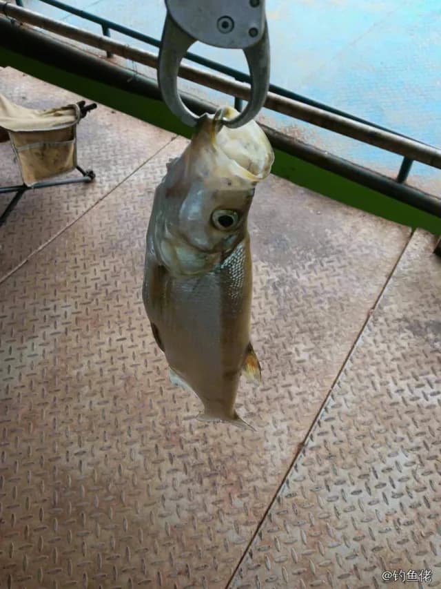 翘嘴鲌钓获 1kg