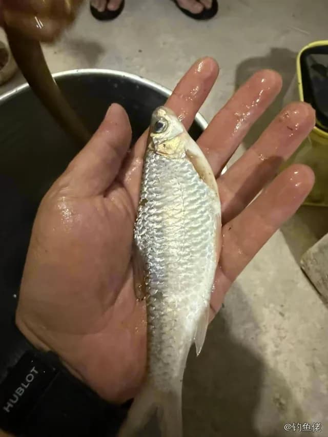 暗花纹唇鱼钓获 0.1kg