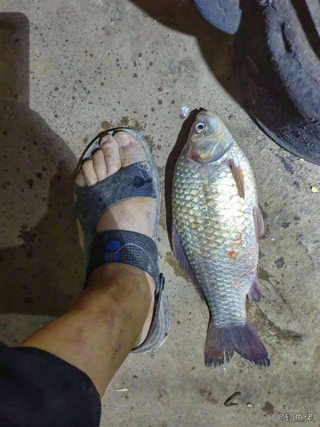 鲫鱼钓获 0.45kg