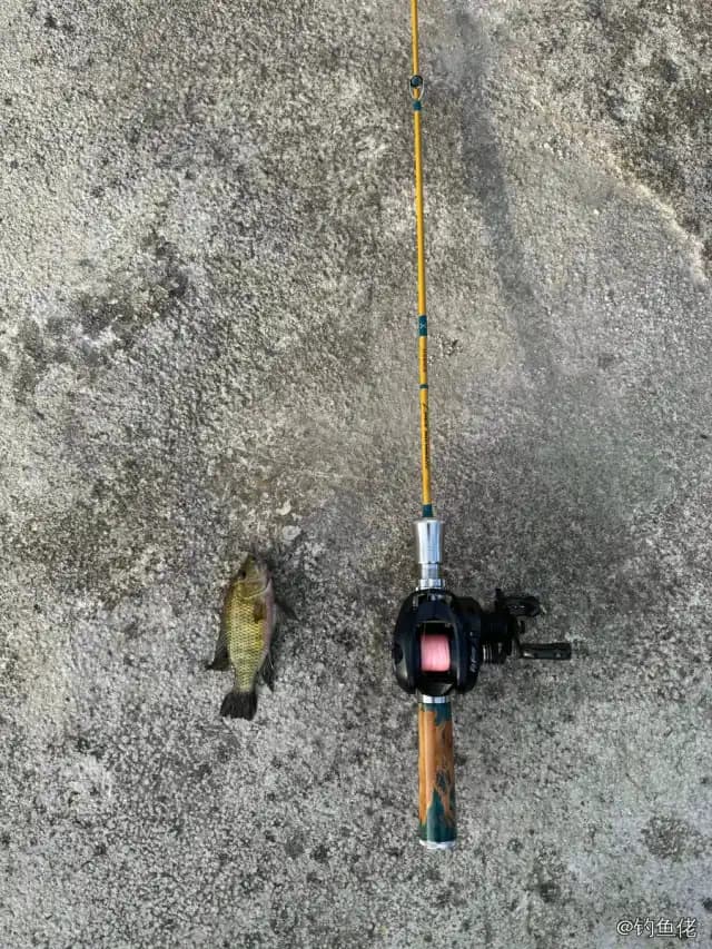 尼罗非鲫钓获 6kg