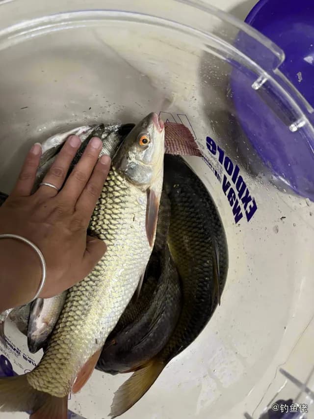 露斯塔野鲮钓获 4.5kg