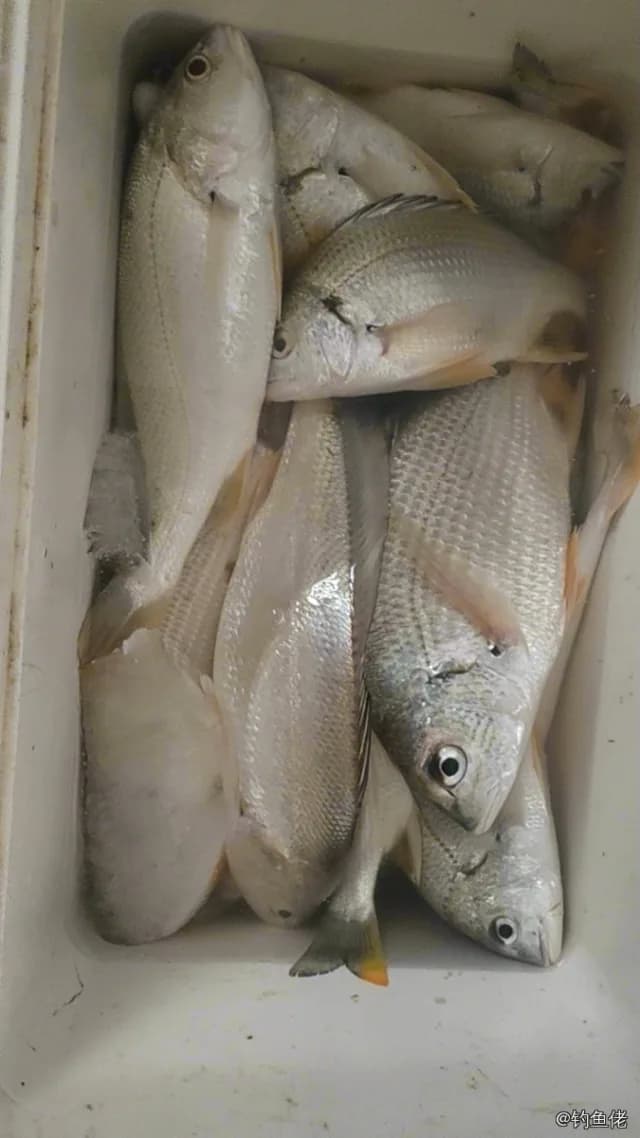 黄鳍棘鲷钓获 0.15kg