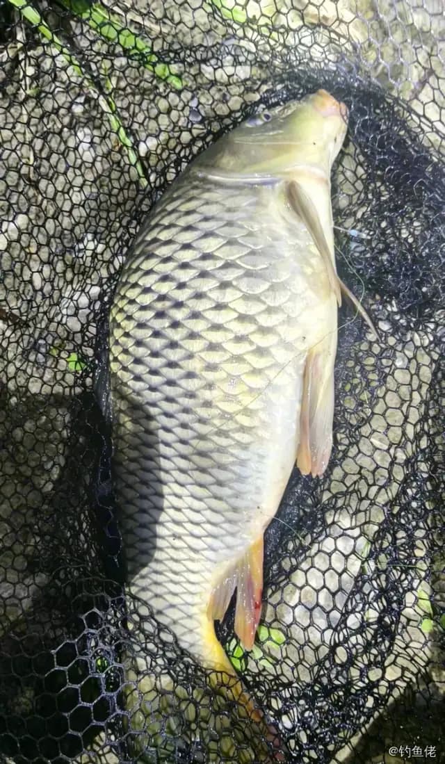 鲤鱼钓获 3.7kg