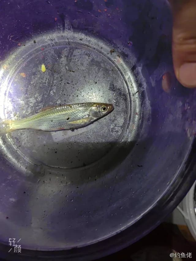 白条钓获 
