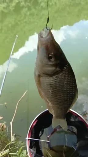 鲫鱼钓获 0.45kg