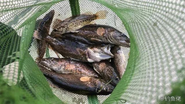 斑鳜钓获 1kg