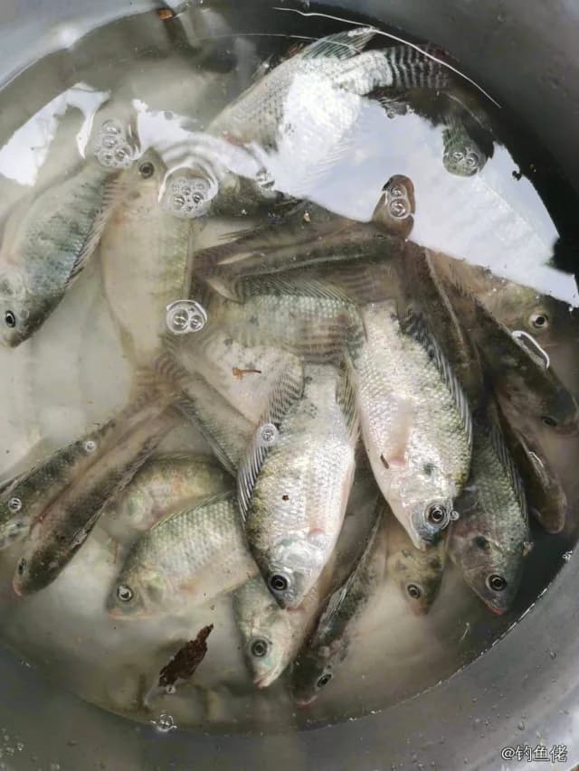 尼罗非鲫钓获 0.5kg