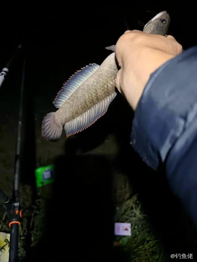 宽额鳢钓获 0.4kg
