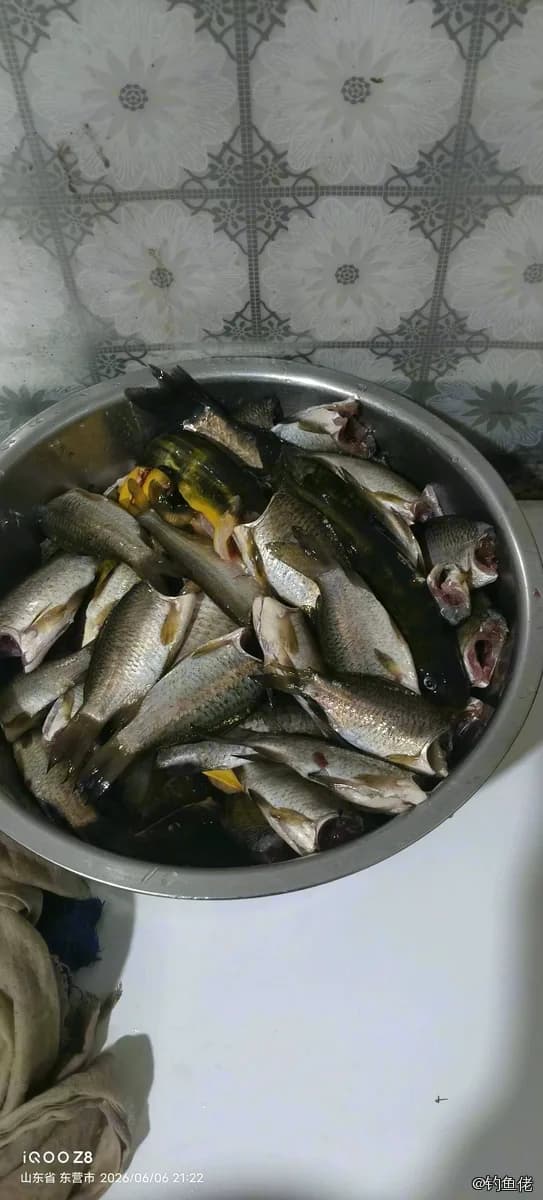 攀鲈钓获 0.2kg