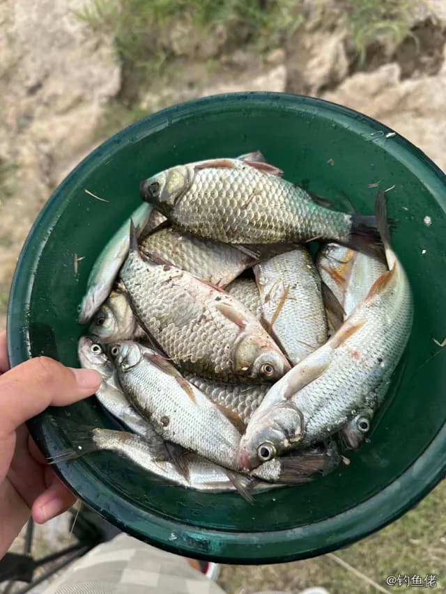 鲫鱼钓获 0.45kg