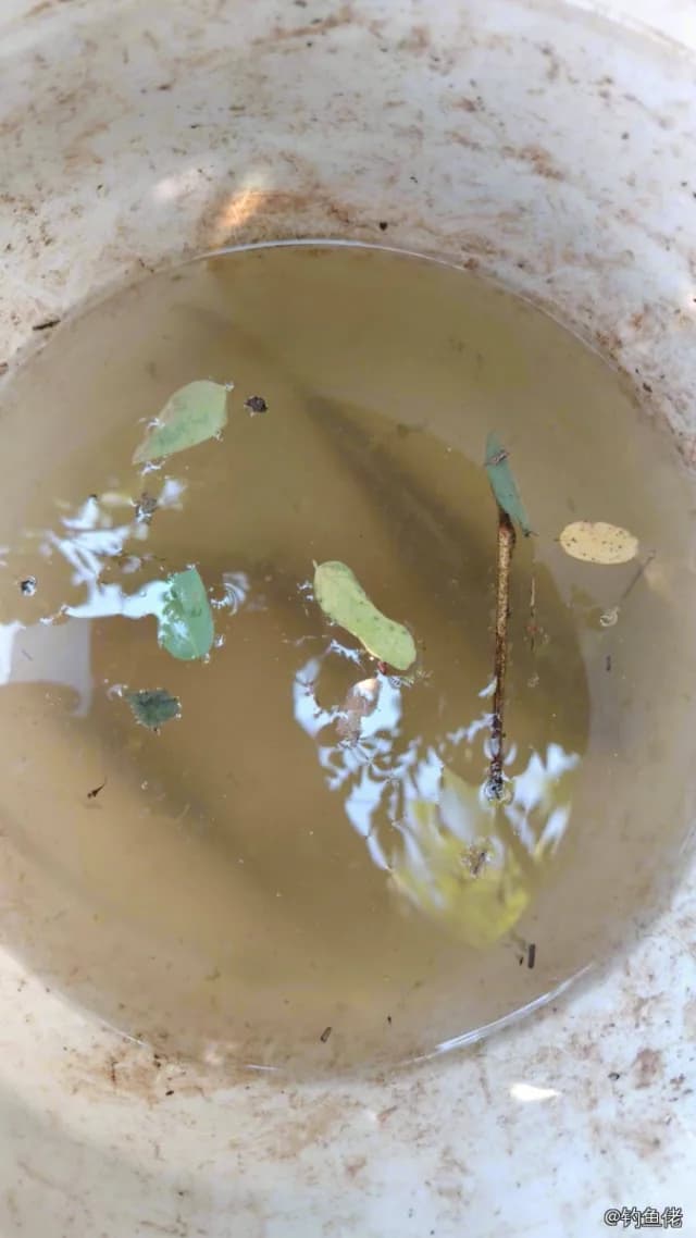 鲫鱼钓获 1.3kg