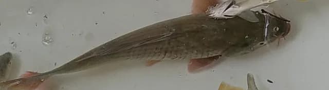 鲤鱼钓获 12kg