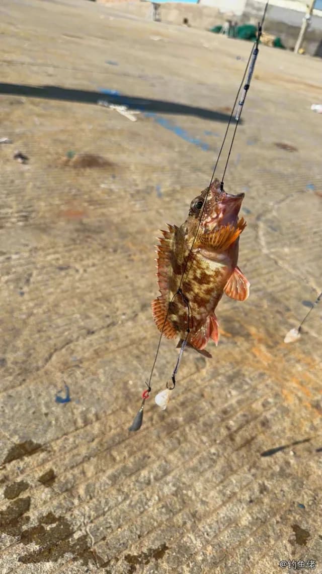 褐菖鲉钓获 0.4kg