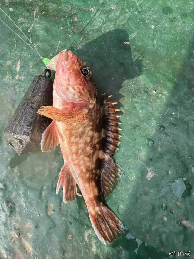 褐菖鲉钓获 0.1kg
