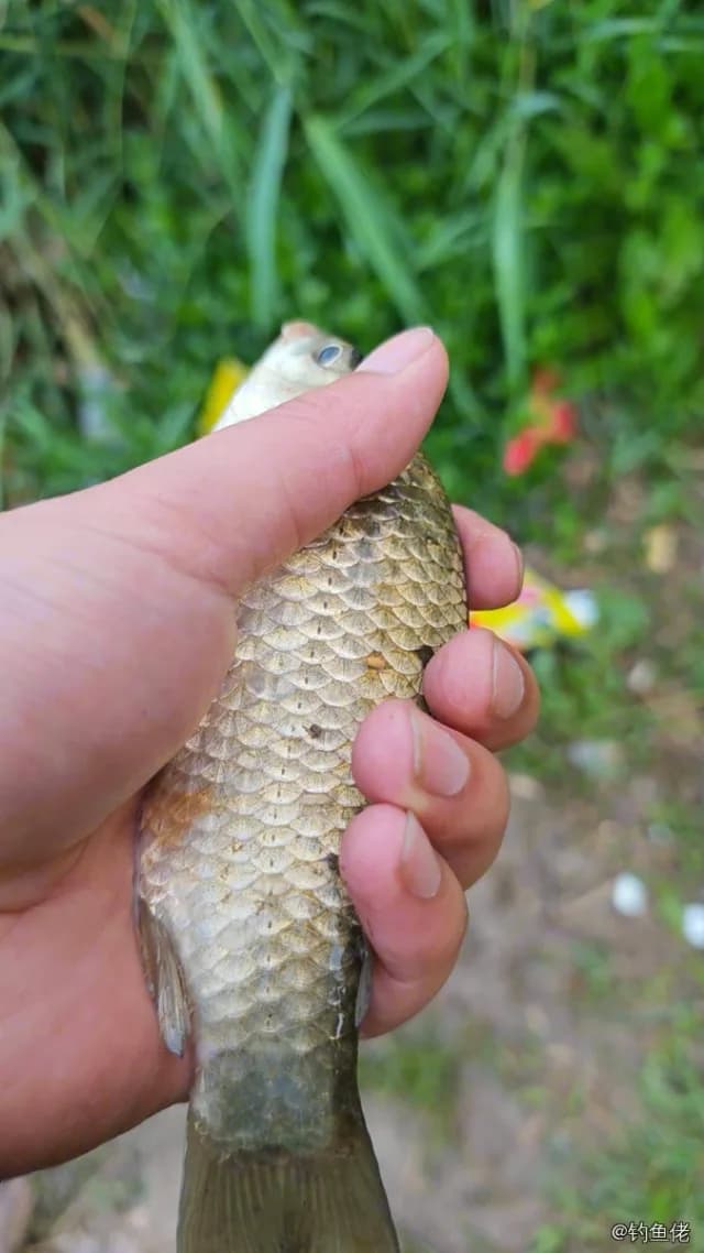 鲫鱼钓获 0.45kg