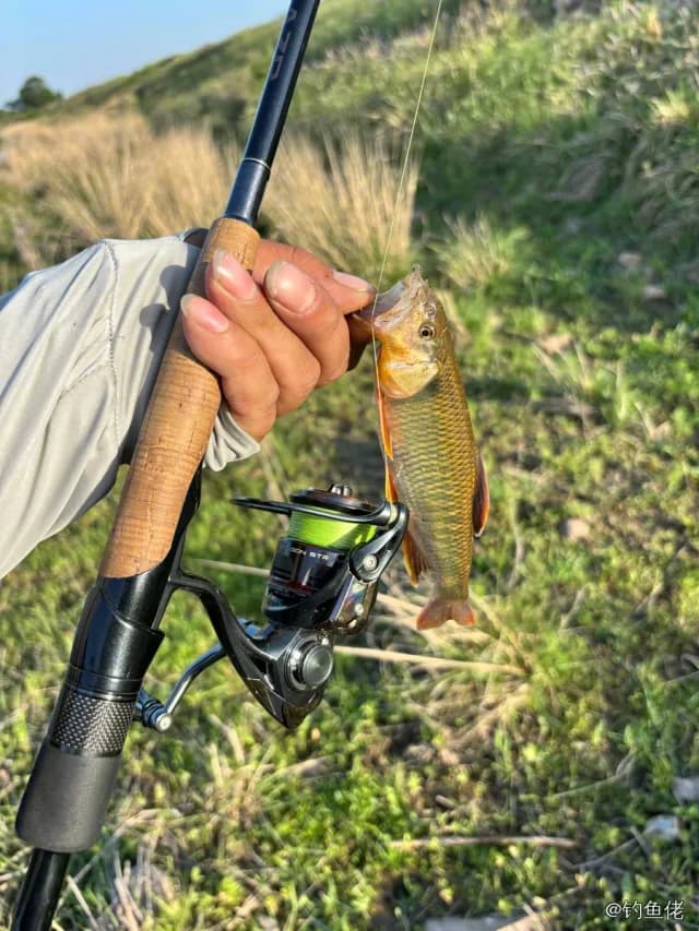 马口鱼钓获 0.01kg