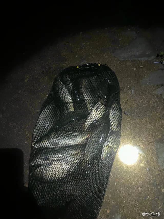 鲤鱼钓获 12kg