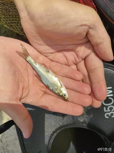 红鳍鲌钓获 0.03kg