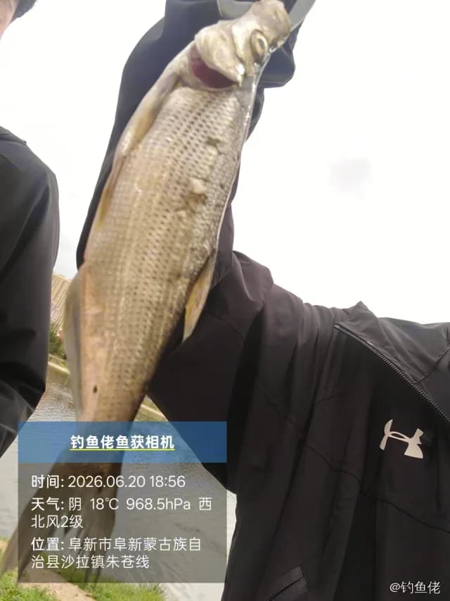 翘嘴鲌钓获 0.05kg