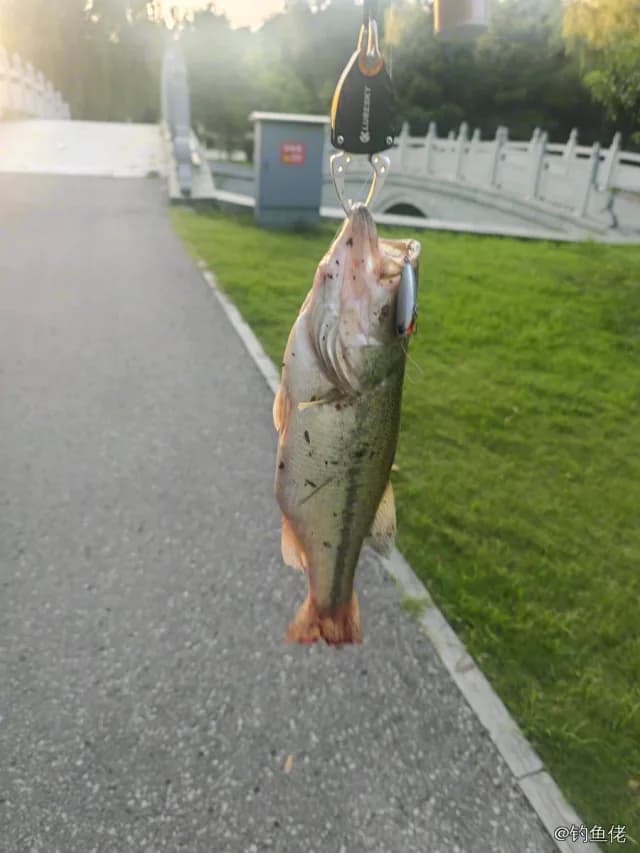 大口黑鲈钓获 0.7kg