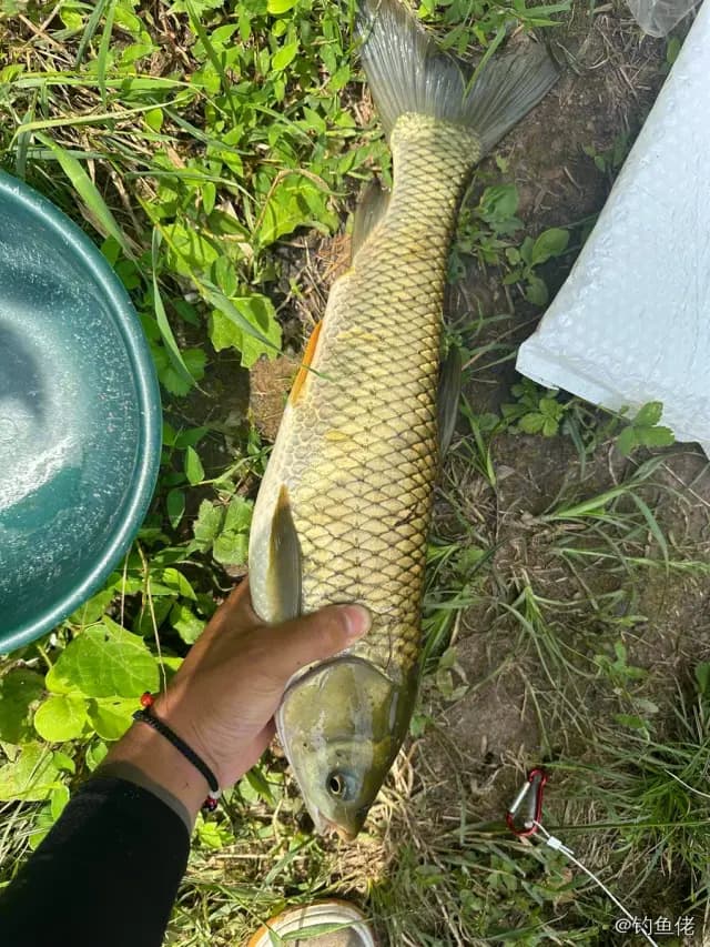 草鱼钓获 2kg