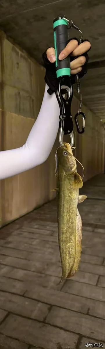 鲶鱼钓获 1kg
